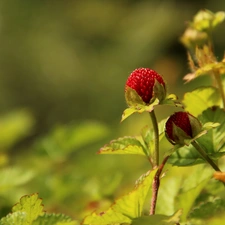 fruit, Duchesnea Indica, Red