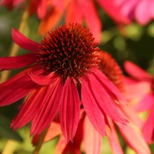 red hot, echinacea