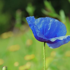 field, blue, red weed