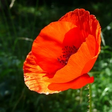 field, Red, red weed