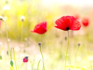 red weed, field