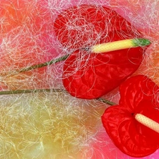 Red, Anturium, Flowers