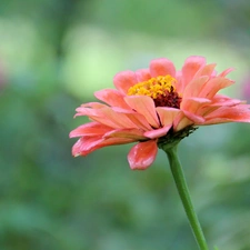 Colourfull Flowers, pink, Red