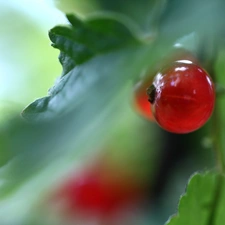 Red Currant, fruit