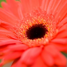 red hot, Gerbera