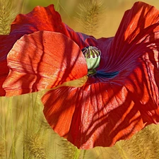 red weed, grass