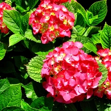 red hot, hydrangea