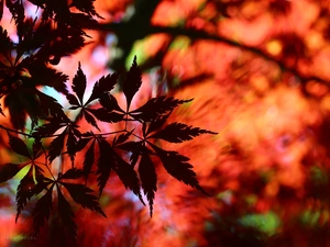 Leaf, Maple Palm, Red