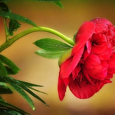 red hot, peony