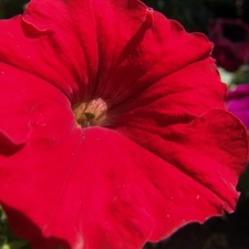 red hot, Petunia