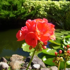 pond, geranium, red hot