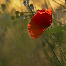 Colourfull Flowers, red weed, Red