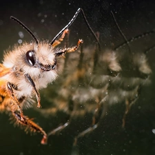 bee, reflection