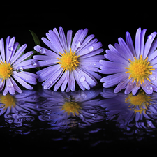 Astra, purple, drops, reflection, water, Flowers