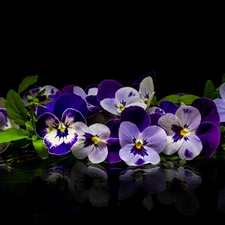 background, reflection, Leaf, dark, pansies