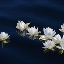 lilies, water, reflection, water