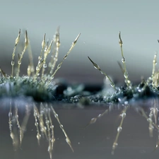 mosses, Close, reflection, blades