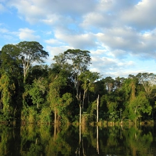 reflection, forest, River