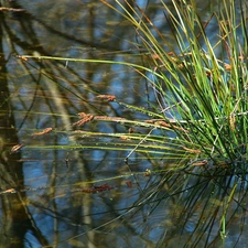 reflection, grass, water