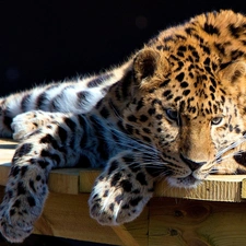 Leopards, resting