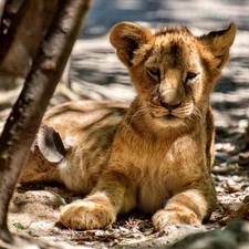 lion, resting