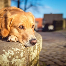 curb, lying, Labrador Retriever