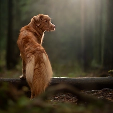 dog, forest, trees, Retriever Nova Scotia