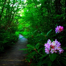 forest, Flowers, rhododendron, Path