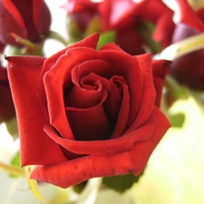 Red, rose, ribbon, Colourfull Flowers