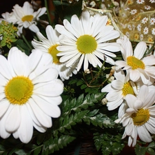 ribbon, White, daisy