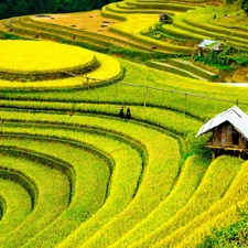 People, field, rice, China, plantations, Houses