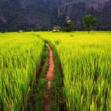 Field, rice