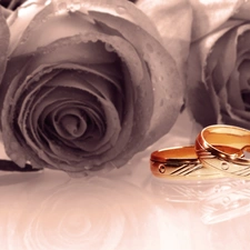 rings, roses, Golden