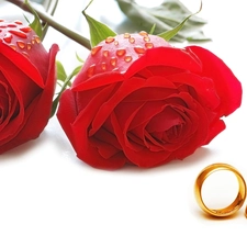 rings, Red, roses