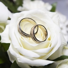 rings, White, roses