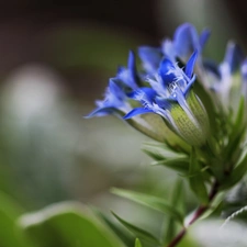 ringtones, Blue, Flowers