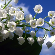 ringtones, lilies, Flowers