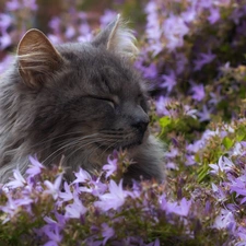 kitten, Flowers, ringtones, Gray