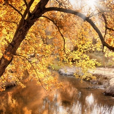 autumn, viewes, River, trees