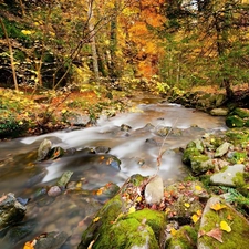 River, autumn, forest