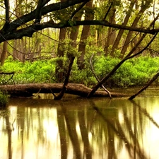 River, reflection, green ones, Bush, forest