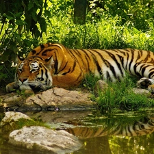 River, lying, tiger