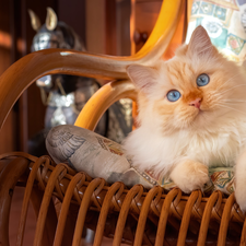 Armchair, rocking, Blue, Eyes, cat