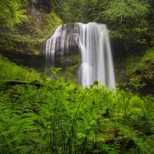 forest, waterfall, fern, rocks