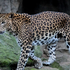 Leopards, Rocks