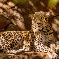 Leopards, rocks