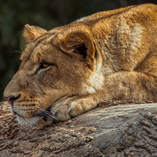 Lioness, Rocks