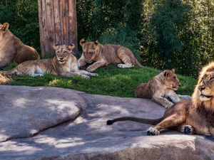 Rocks, Lion, lionesses