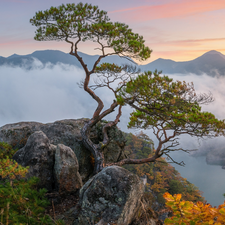 Fog, Mountains, pine, rocks, clouds, River