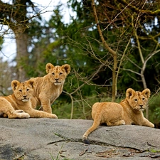 Rocks, Three, tigers